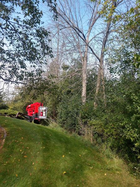Affordable Tree Service