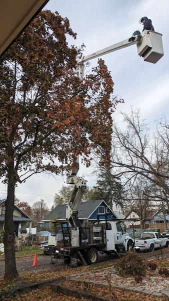 Bluebird Tree Care
