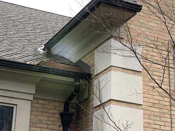 Lansing Squirrel Removal & Raccoon Control