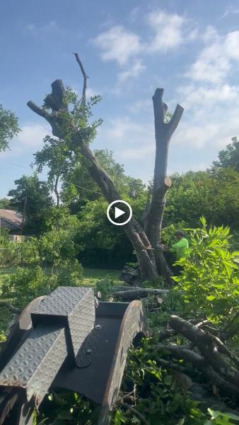 Ramirez Tree Service 512