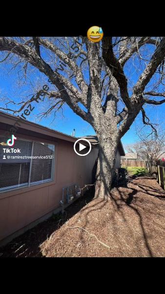 Ramirez Tree Service 512