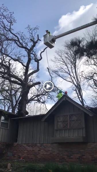 Express Tree & Landscaping Services LLC