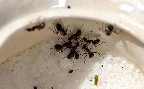 Morgan's Pest Management