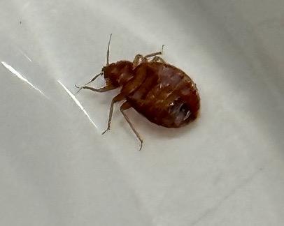 General Exterminating