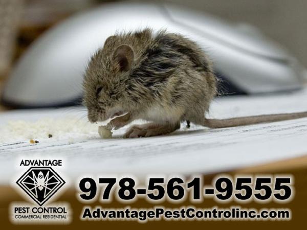 Advantage Pest Control