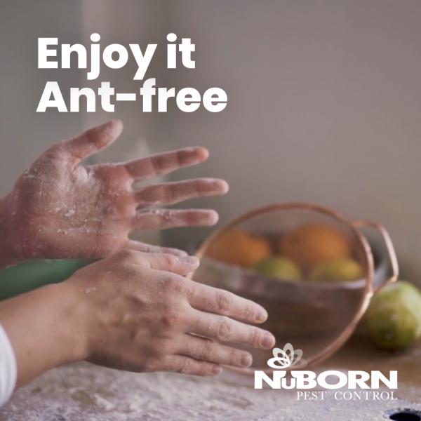 Nuborn Pest Control