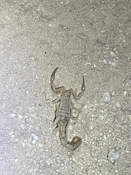 Rosas Pest Control