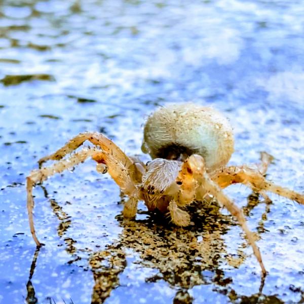Nappkn Pest and Home Services