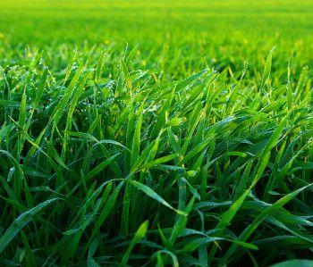 Dedicated Turf & Landscaping