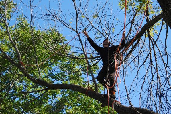 C & A Arborists