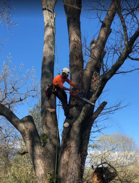 Bowden Tree Service