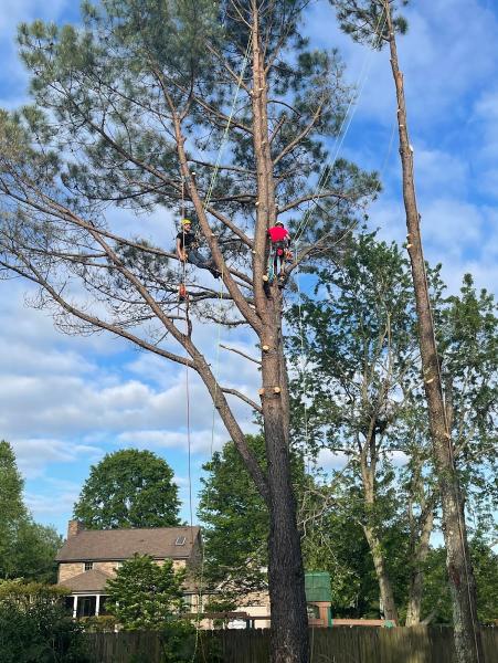 Bowden Tree Service