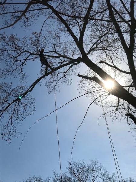 Bowden Tree Service
