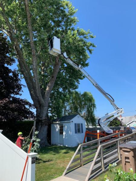 WJ Tree Service Inc