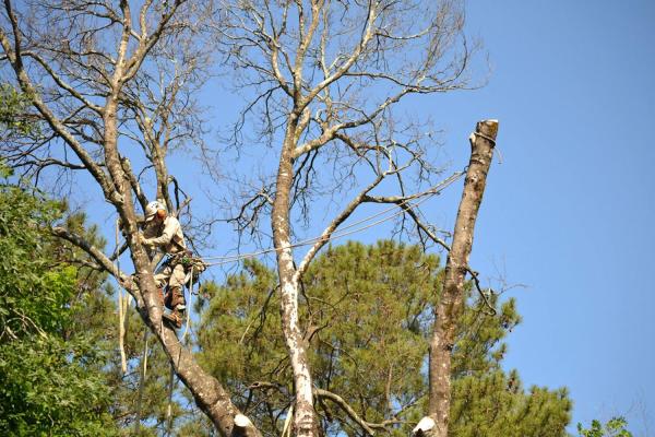 Sox & Freeman Tree Expert Co