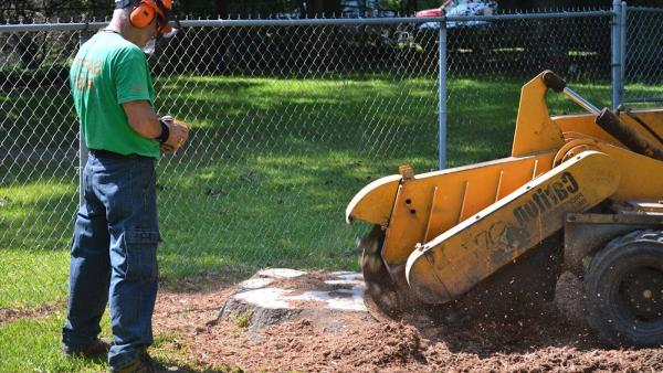 Sox & Freeman Tree Expert Co