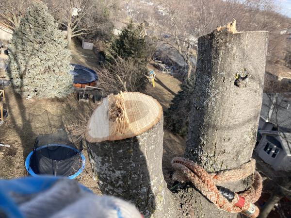 Omaha Tree Surgery