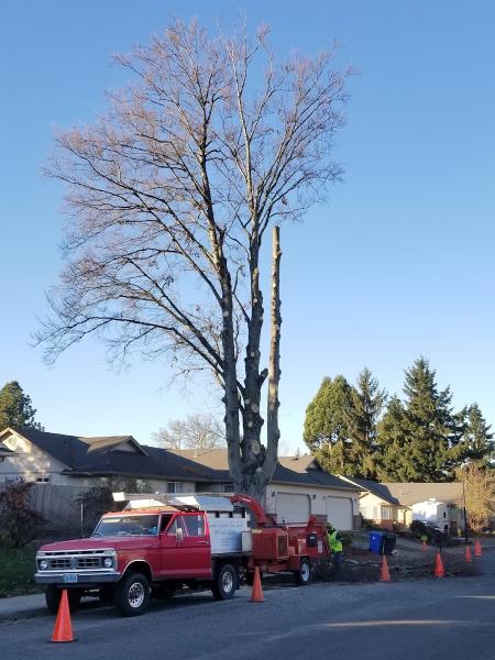 Jacob's Ladder Tree Service