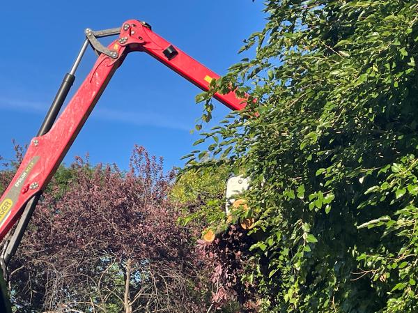 Midwest Tree Removal
