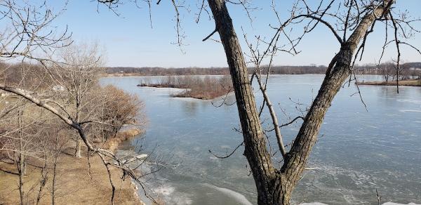 American Sycamore