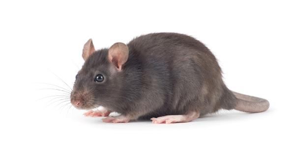 Affordable Pest Control USA