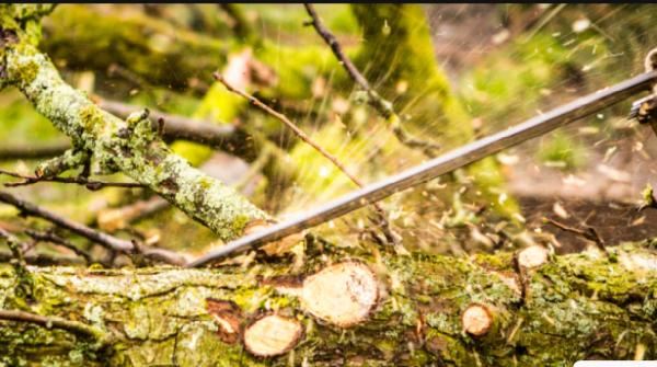 Bad Hog Land Clearing