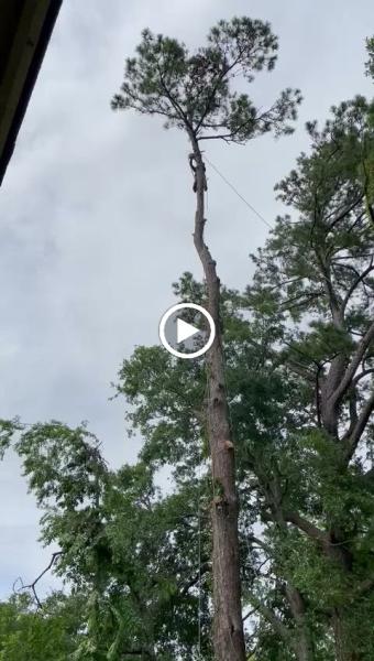 Hernandez Trees and Lawn Care LLC