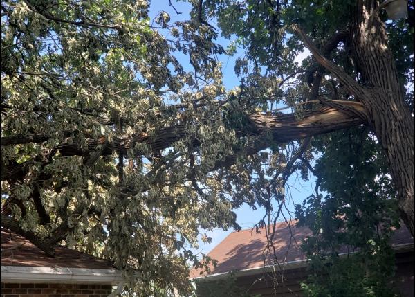 JPC Tree Care LLC