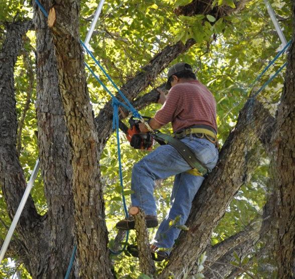 Bronx Tree Pro