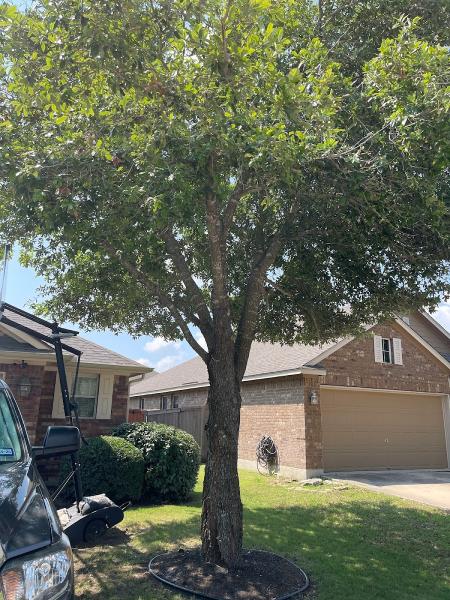 Integrity Tree Service