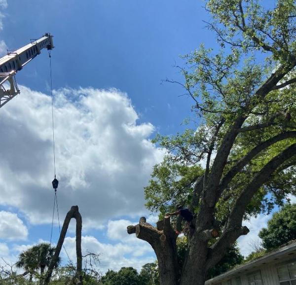 North Port Tree Service
