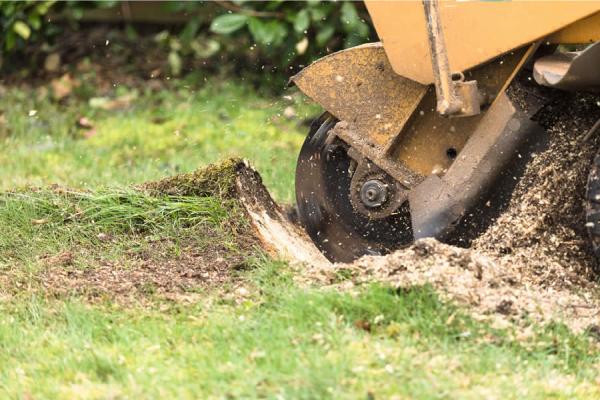 Grand Rapids Stump Grinding