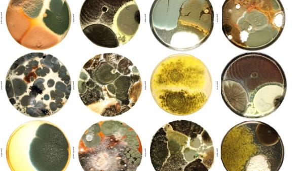Microbial Express Labs
