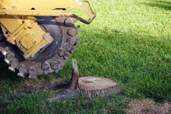 Jj's Professional Tree Service and Stump Removal
