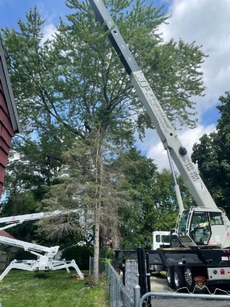 Jj's Professional Tree Service and Stump Removal