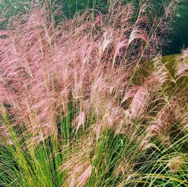 Convivial Landscapes