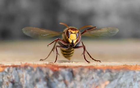 Savior Pest Solutions