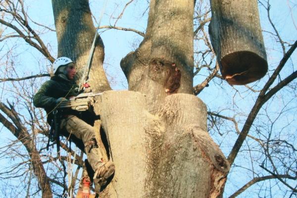 Orrison Tree Service