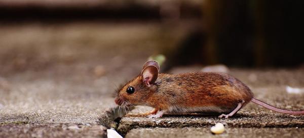 Pronto Pest Management