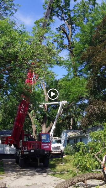 Wolf Bros Tree Service