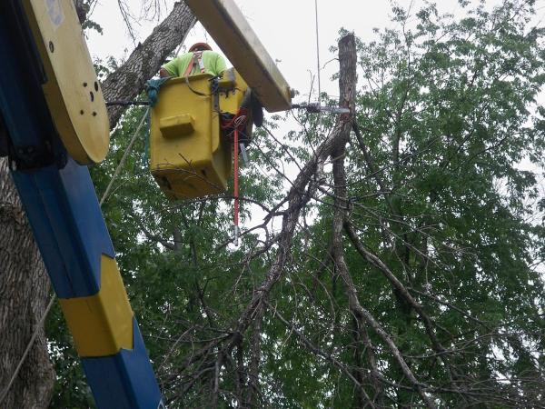 Wolf Bros Tree Service