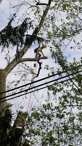 M and S Tree Care