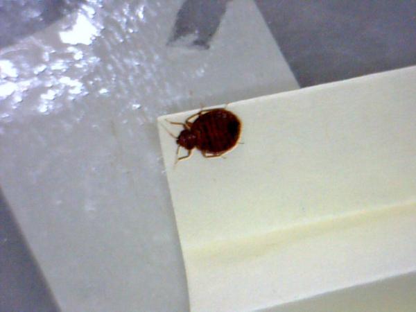 Bed Bug Exterminator Chicago
