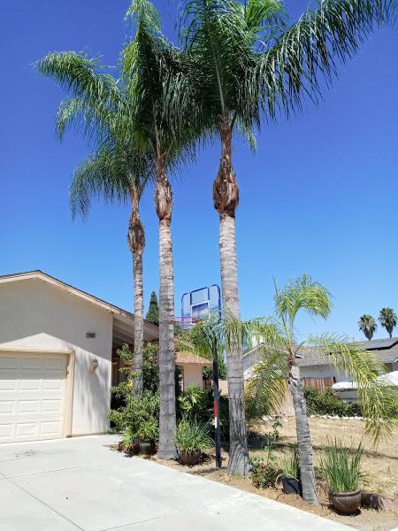 ANY Tree Services