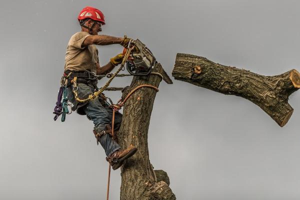Macdougall Tree Service