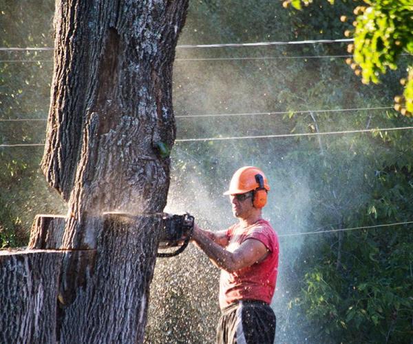 Arbortech Tree Inc.