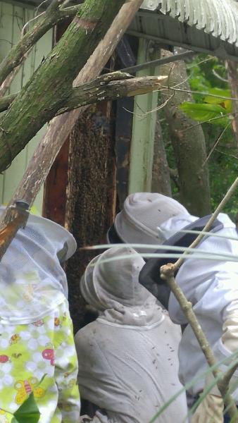If Bees Could Talk