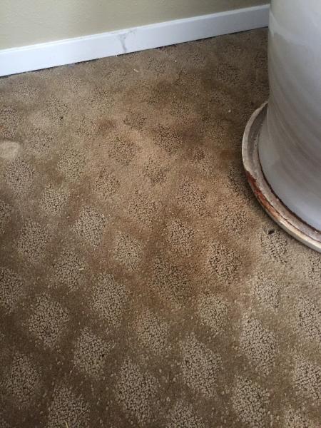 Seattle Carpet Repair & Cleaning