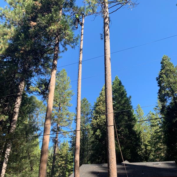 Western Sierra Tree Service Inc