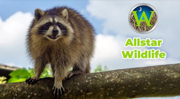 Allstar Wildlife